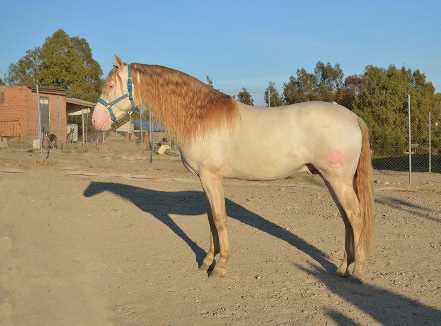 Caballo en Venta